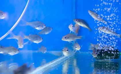 Native fish used to test the design